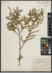 Foto von Salix alba L.